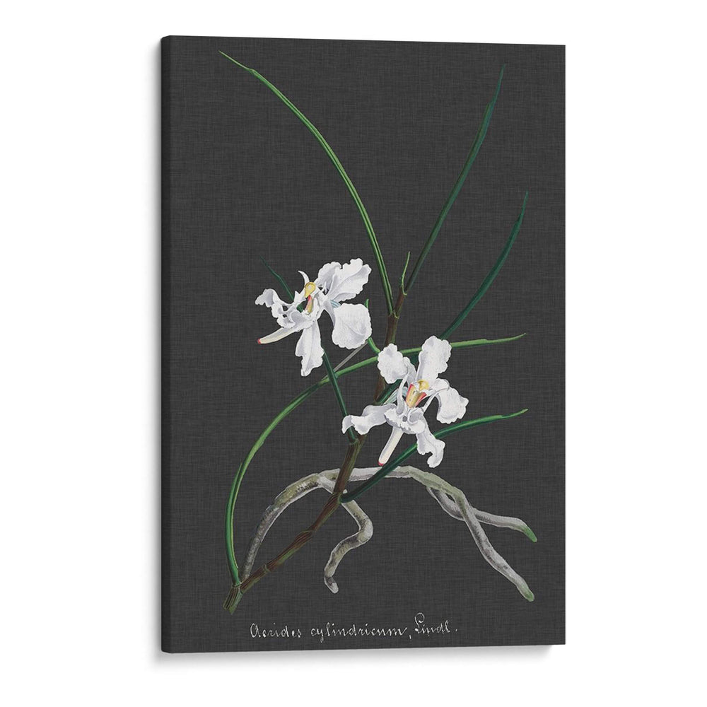 Orquídea En La Pizarra Ii - Vision Studio | Cuadro decorativo de Canvas Lab