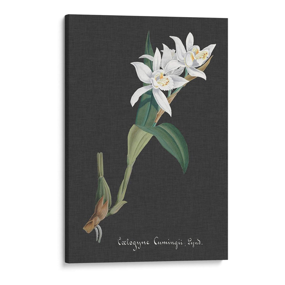 Orquídea En La Pizarra Iii - Vision Studio | Cuadro decorativo de Canvas Lab