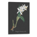 Orquídea En La Pizarra Iii - Vision Studio | Cuadro decorativo de Canvas Lab