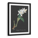 Orquídea En La Pizarra Iii - Vision Studio | Cuadro decorativo de Canvas Lab