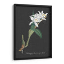 Orquídea En La Pizarra Iii - Vision Studio | Cuadro decorativo de Canvas Lab