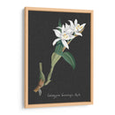 Orquídea En La Pizarra Iii - Vision Studio | Cuadro decorativo de Canvas Lab