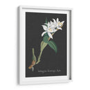 Orquídea En La Pizarra Iii - Vision Studio | Cuadro decorativo de Canvas Lab