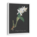 Orquídea En La Pizarra Iii - Vision Studio | Cuadro decorativo de Canvas Lab