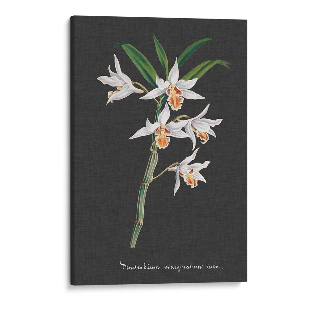 Orquídea En La Pizarra Iv - Vision Studio | Cuadro decorativo de Canvas Lab
