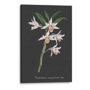 Orquídea En La Pizarra Iv - Vision Studio | Cuadro decorativo de Canvas Lab