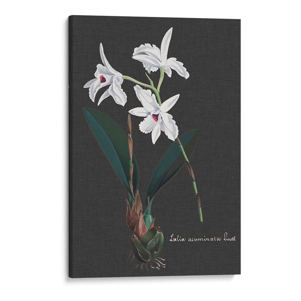 Orquídea En Pizarra V - Vision Studio | Cuadro decorativo de Canvas Lab