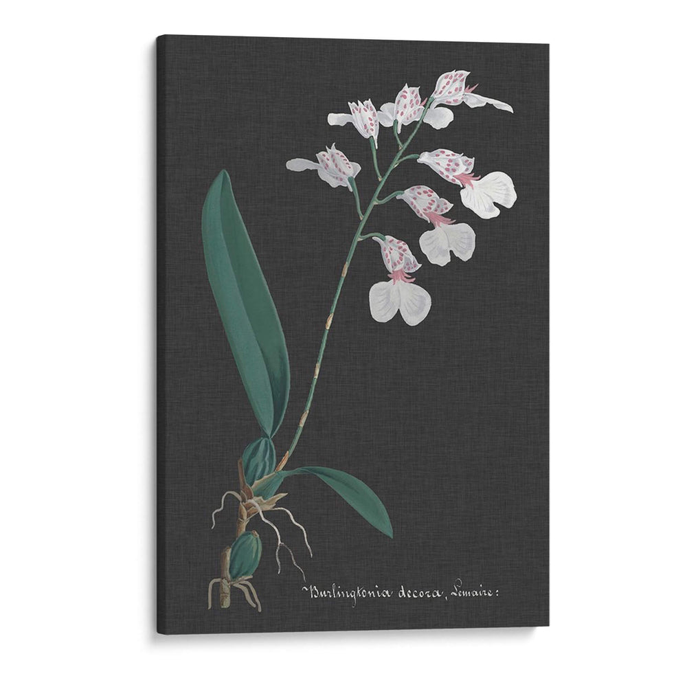 Orquídea En La Pizarra Vi - Vision Studio | Cuadro decorativo de Canvas Lab