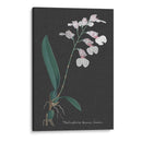Orquídea En La Pizarra Vi - Vision Studio | Cuadro decorativo de Canvas Lab