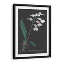 Orquídea En La Pizarra Vi - Vision Studio | Cuadro decorativo de Canvas Lab