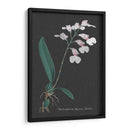 Orquídea En La Pizarra Vi - Vision Studio | Cuadro decorativo de Canvas Lab