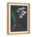 Orquídea En La Pizarra Vi - Vision Studio | Cuadro decorativo de Canvas Lab