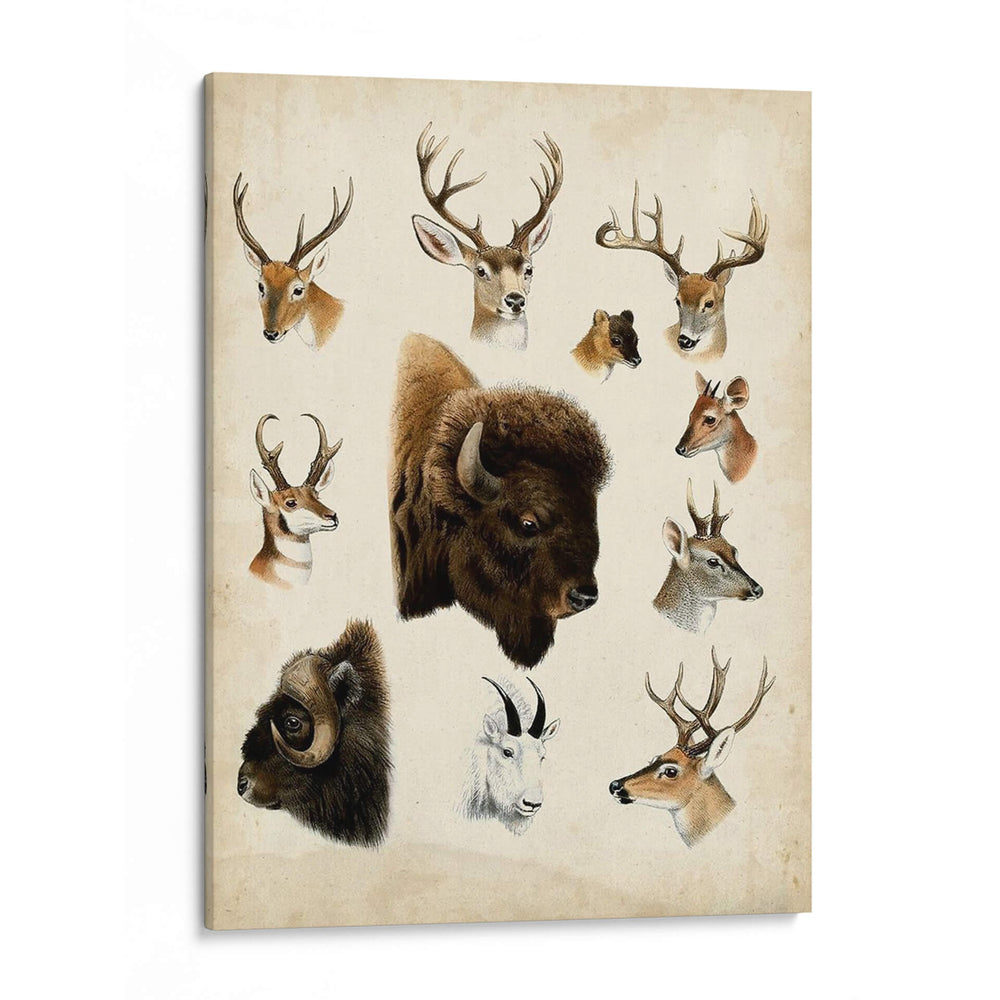 Especies De Animales Occidentales I | Cuadro decorativo de Canvas Lab