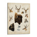 Especies De Animales Occidentales I | Cuadro decorativo de Canvas Lab