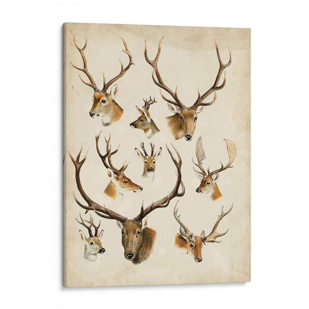 Especies De Animales Occidentales Ii | Cuadro decorativo de Canvas Lab