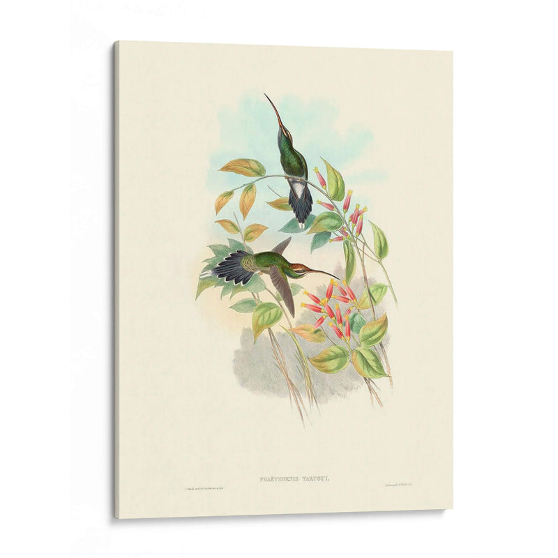 Hummingbird Delight I - John Gould | Cuadro decorativo de Canvas Lab