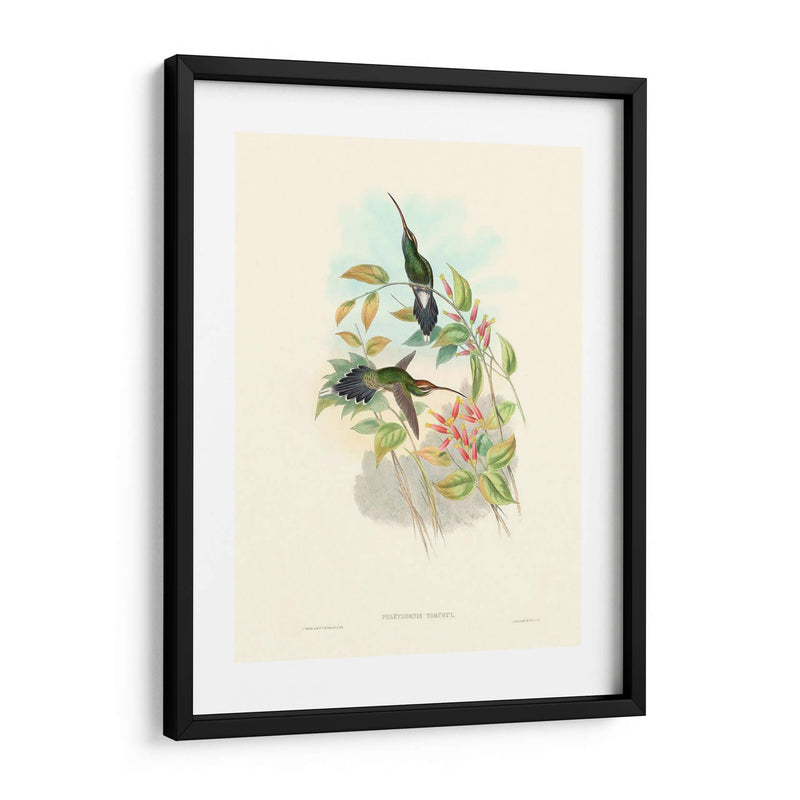 Hummingbird Delight I - John Gould | Cuadro decorativo de Canvas Lab