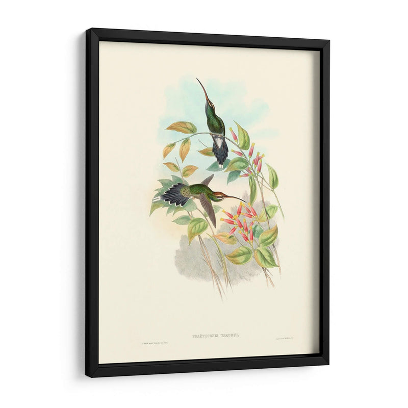 Hummingbird Delight I - John Gould | Cuadro decorativo de Canvas Lab