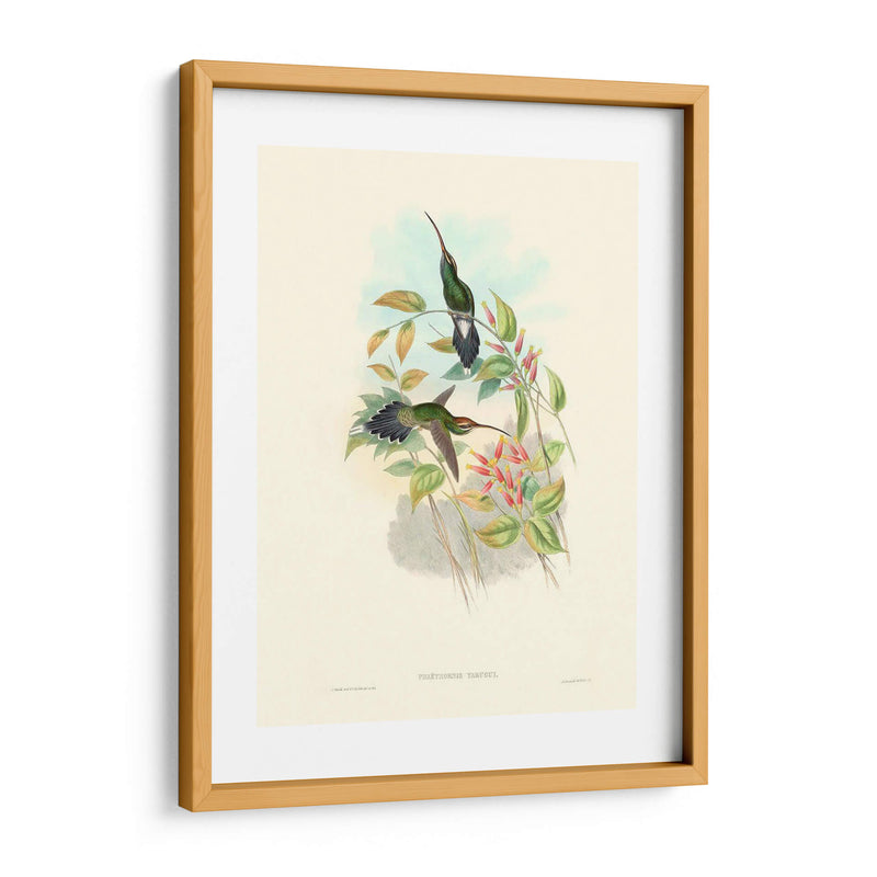 Hummingbird Delight I - John Gould | Cuadro decorativo de Canvas Lab