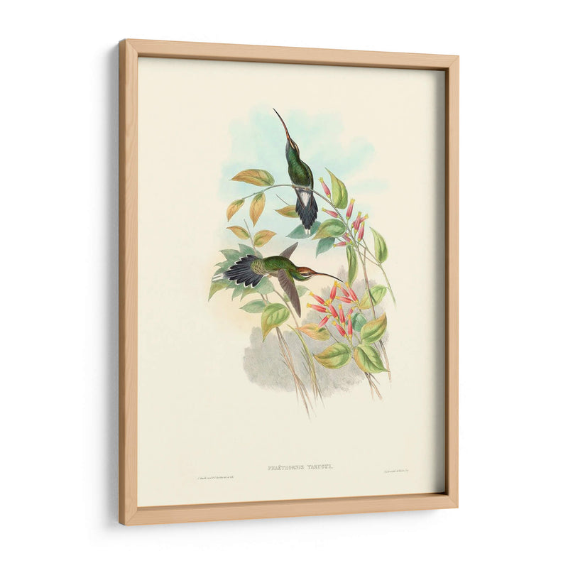 Hummingbird Delight I - John Gould | Cuadro decorativo de Canvas Lab