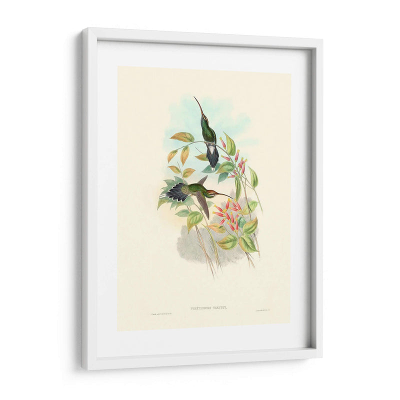 Hummingbird Delight I - John Gould | Cuadro decorativo de Canvas Lab