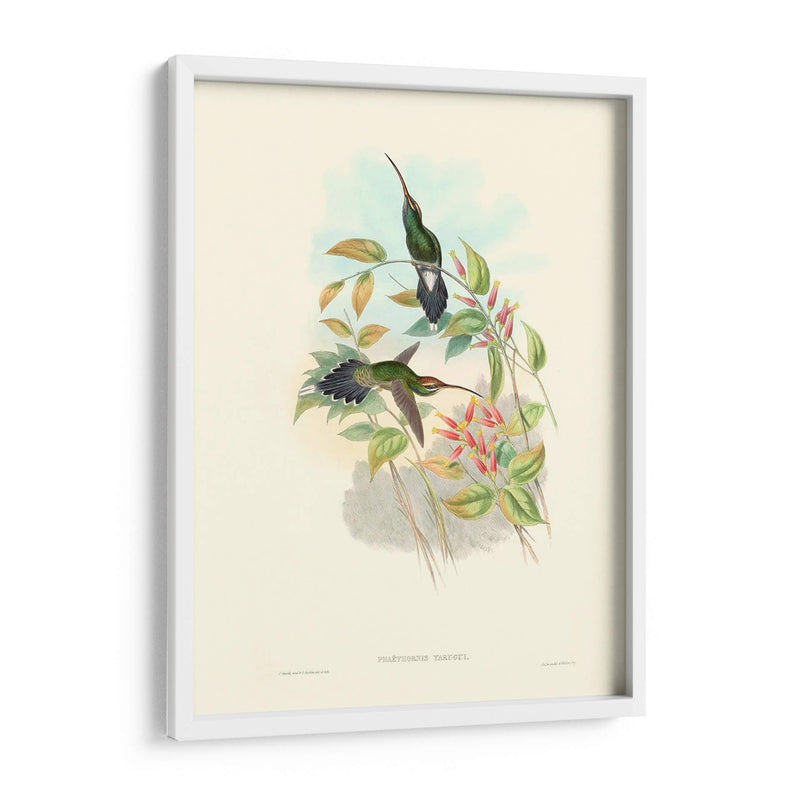 Hummingbird Delight I - John Gould | Cuadro decorativo de Canvas Lab