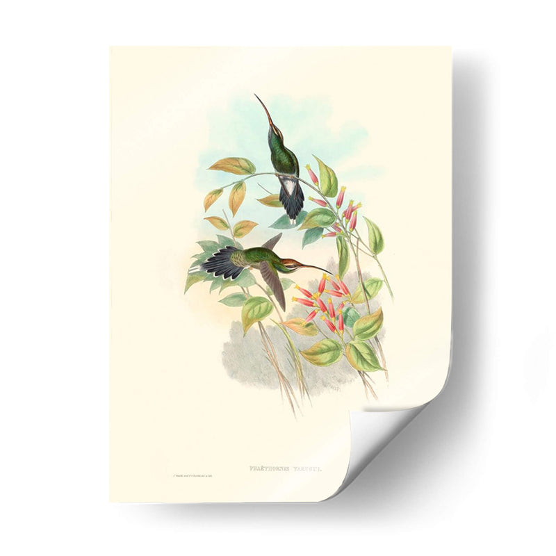 Hummingbird Delight I - John Gould | Cuadro decorativo de Canvas Lab