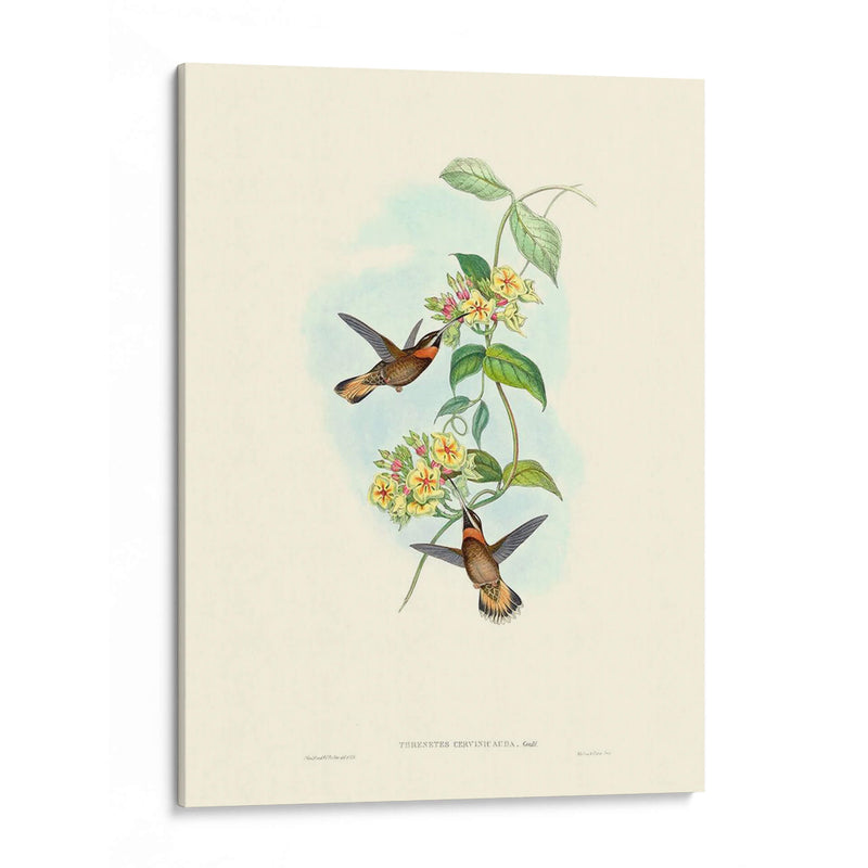 Hummingbird Delight Ii - John Gould | Cuadro decorativo de Canvas Lab