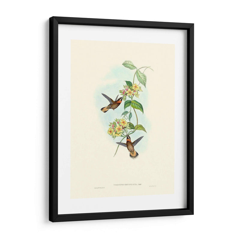 Hummingbird Delight Ii - John Gould | Cuadro decorativo de Canvas Lab