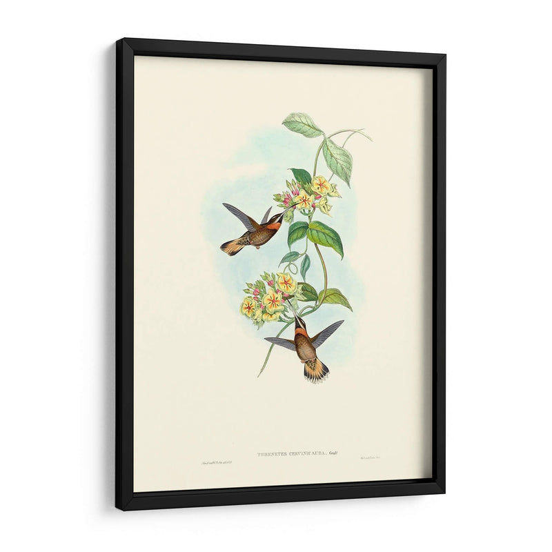 Hummingbird Delight Ii - John Gould | Cuadro decorativo de Canvas Lab