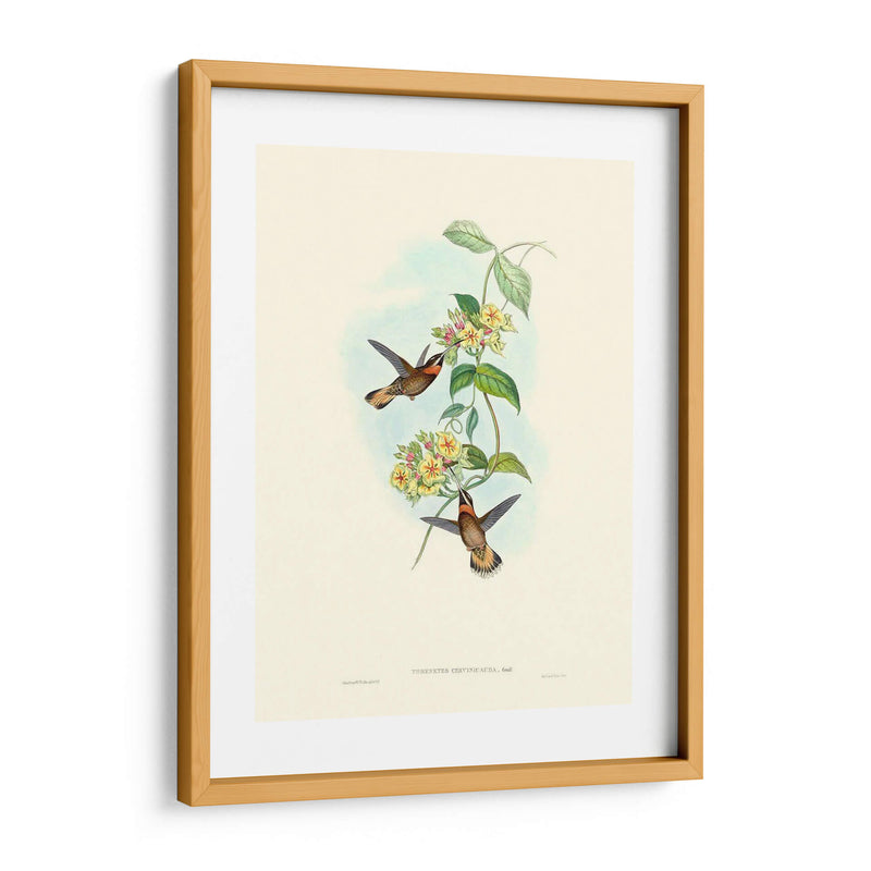 Hummingbird Delight Ii - John Gould | Cuadro decorativo de Canvas Lab