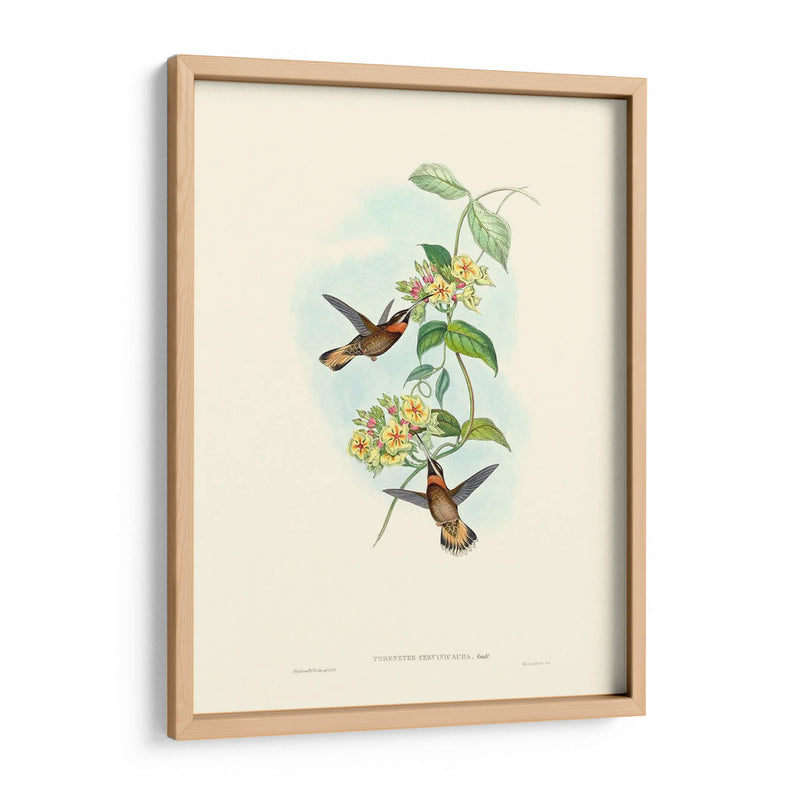 Hummingbird Delight Ii - John Gould | Cuadro decorativo de Canvas Lab