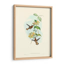 Hummingbird Delight Ii - John Gould | Cuadro decorativo de Canvas Lab