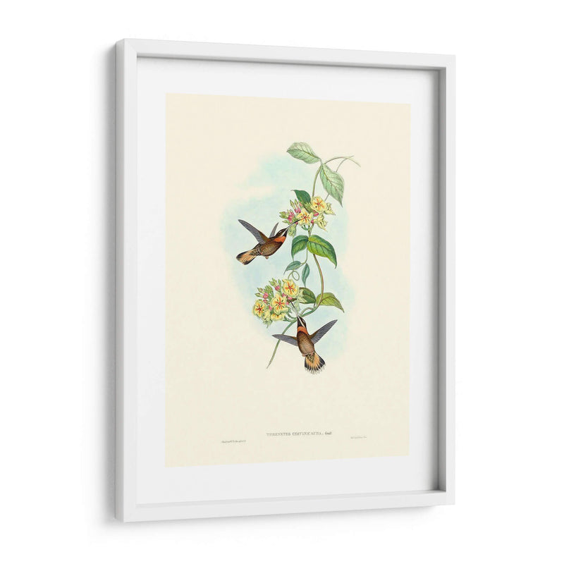 Hummingbird Delight Ii - John Gould | Cuadro decorativo de Canvas Lab