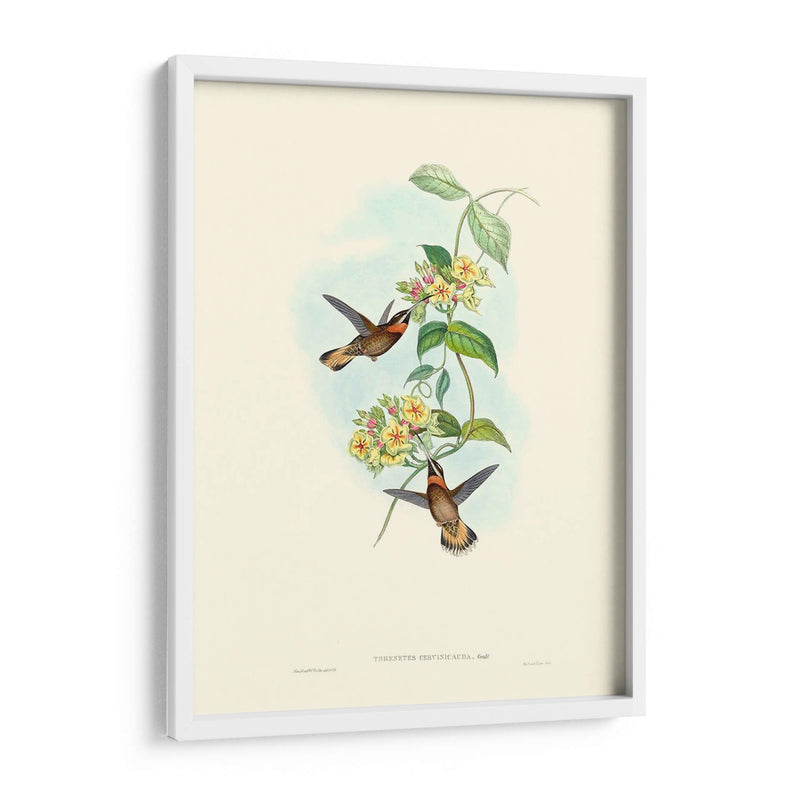 Hummingbird Delight Ii - John Gould | Cuadro decorativo de Canvas Lab