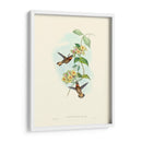 Hummingbird Delight Ii - John Gould | Cuadro decorativo de Canvas Lab