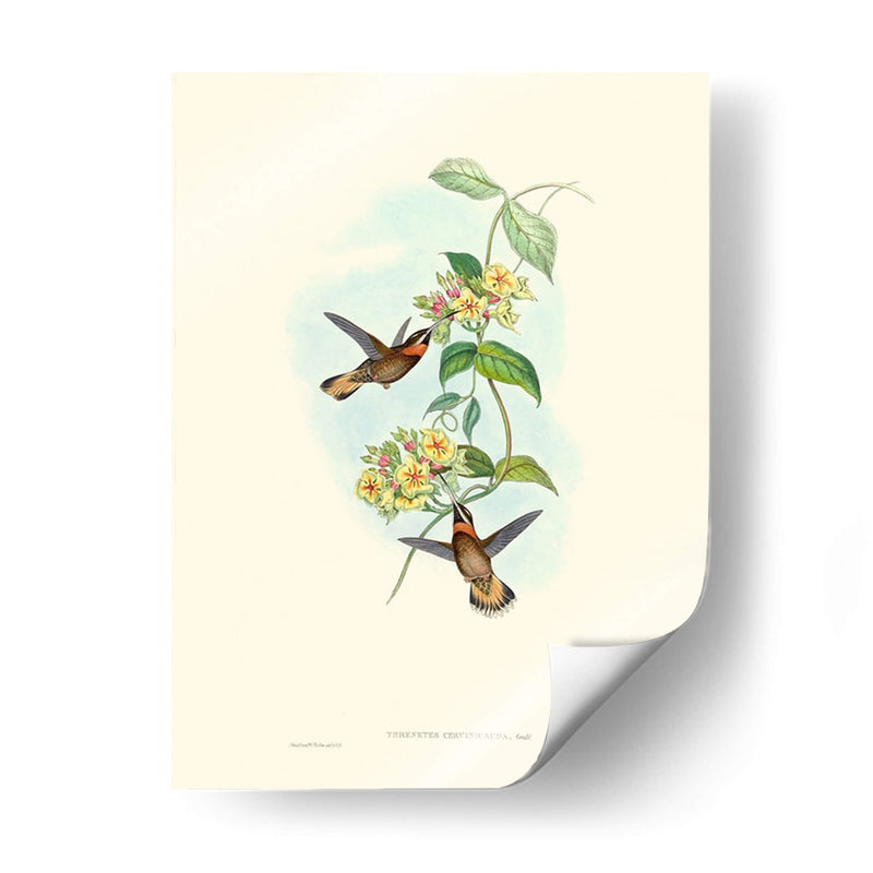 Hummingbird Delight Ii - John Gould | Cuadro decorativo de Canvas Lab