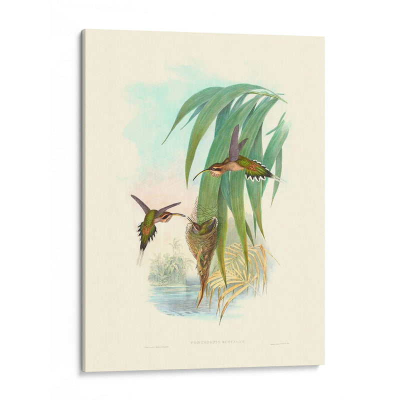 Hummingbird Delight Iii - John Gould | Cuadro decorativo de Canvas Lab