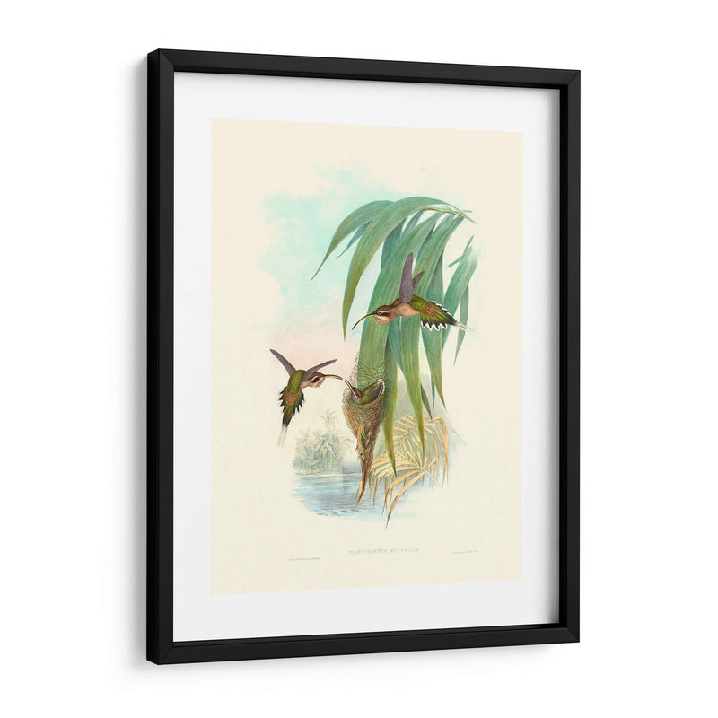 Hummingbird Delight Iii - John Gould | Cuadro decorativo de Canvas Lab