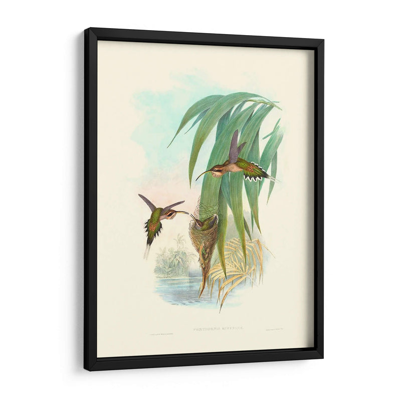 Hummingbird Delight Iii - John Gould | Cuadro decorativo de Canvas Lab