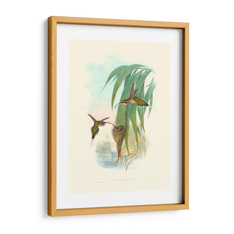 Hummingbird Delight Iii - John Gould | Cuadro decorativo de Canvas Lab