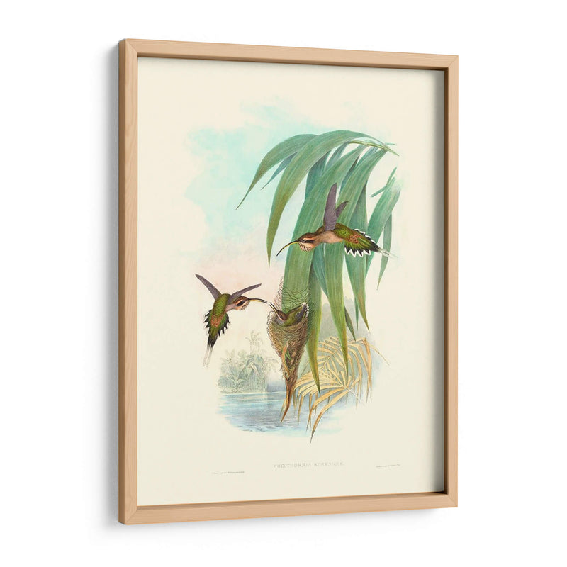 Hummingbird Delight Iii - John Gould | Cuadro decorativo de Canvas Lab