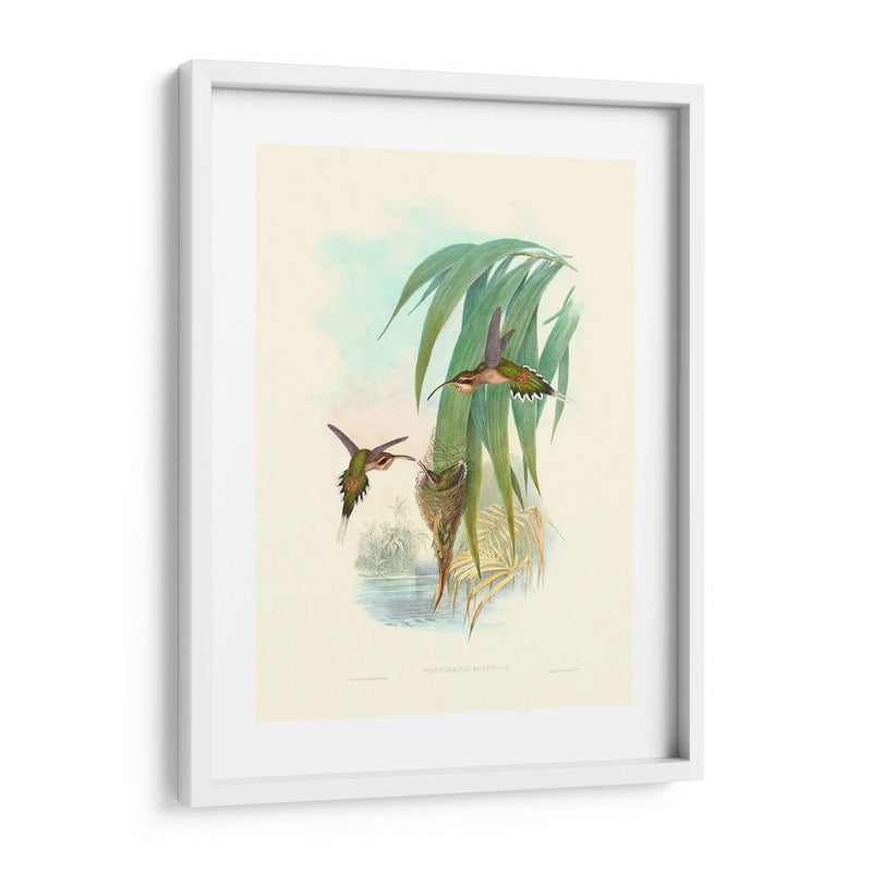 Hummingbird Delight Iii - John Gould | Cuadro decorativo de Canvas Lab