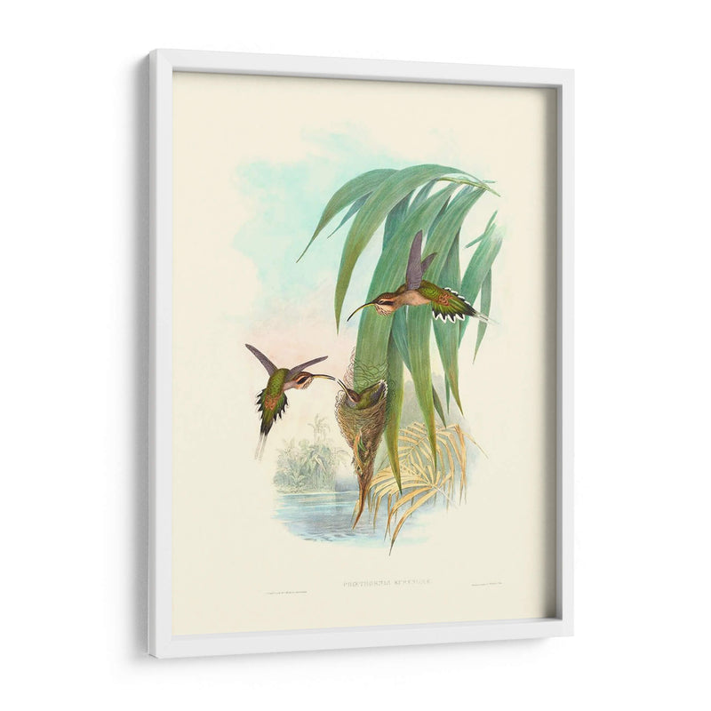 Hummingbird Delight Iii - John Gould | Cuadro decorativo de Canvas Lab