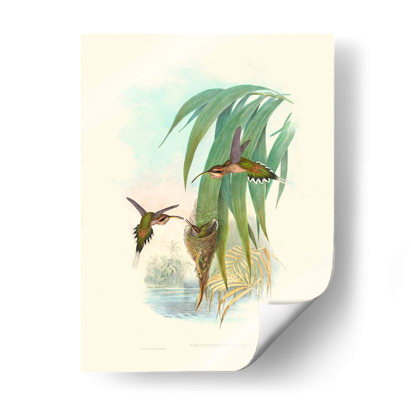 Hummingbird Delight Iii - John Gould | Cuadro decorativo de Canvas Lab