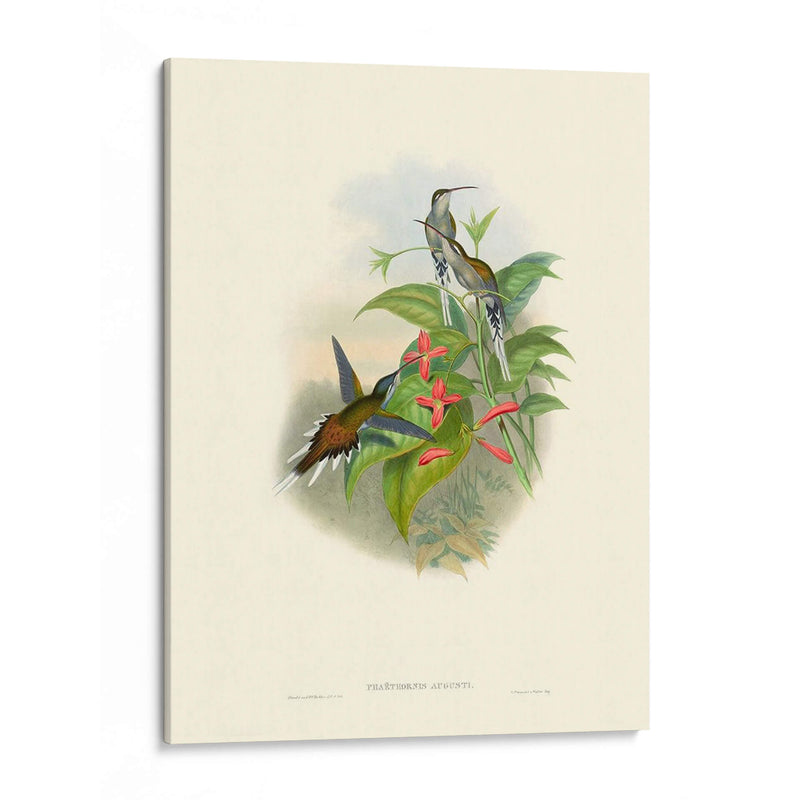 Hummingbird Delight Iv - John Gould | Cuadro decorativo de Canvas Lab