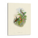 Hummingbird Delight Iv - John Gould | Cuadro decorativo de Canvas Lab