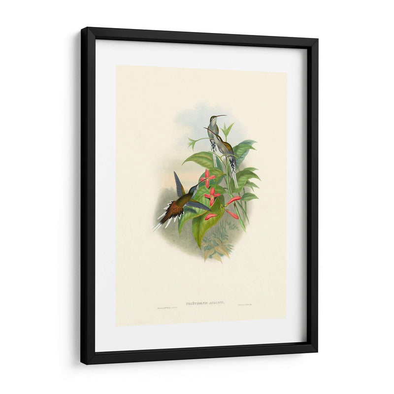 Hummingbird Delight Iv - John Gould | Cuadro decorativo de Canvas Lab