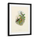 Hummingbird Delight Iv - John Gould | Cuadro decorativo de Canvas Lab