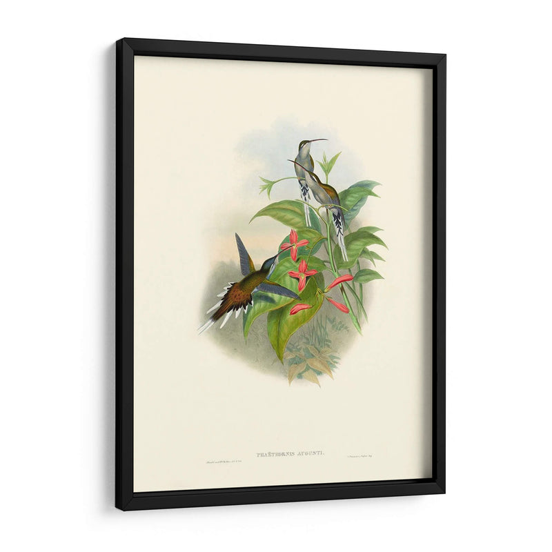 Hummingbird Delight Iv - John Gould | Cuadro decorativo de Canvas Lab